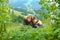 A woman with children collects berries in the mountains in the summer. They have fun and useful time together