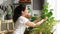 Woman chilling and taking care of monstera leaves, Artificial plant, Fiddle leaf fig tree, Indoor tropical natural houseplant