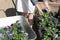 Woman chooses flower pots at garden plant nursery store