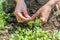 A woman chooses tomato seedlings for planting in the ground for growing tomatoes