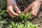 A woman chooses tomato seedlings for planting in the ground for growing tomatoes