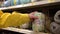 Woman choosing baby yarn inside Walmart store.