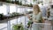 Woman choosing cactus plants from shelf and put in shopping cart at garden center