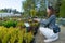 Woman choosing coniferous tree at outdoor plant nursery