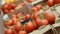 Woman choosing red tomatoes from store shelf grocery shopping