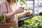 Woman choosing which cucumber plant to buy in garden center