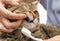 Woman cleaning cat`s teeth with toothbrush