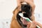 Woman cleaning dog`s teeth with toothbrush indoors