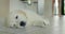 A woman is cleaning the floor with a mop in the kitchen, a cute puppy of a golden retriever is napping in the foreground