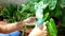 Woman Cleaning Tropical Plant At Home