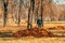 Woman cleans autumn leaves in the park. utility services