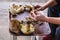 Woman cleans freshly picked forest mushrooms called Suillus