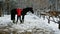 Woman cleans her horse in winter forest