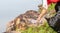 A woman cleans up by picking up plastic bottles at a natural water reservoir. Concept of protecting the environment, saving the