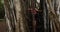 Woman climbing in banyan tree during hike and run on Oahu, Hawaii, USA.