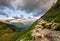 Woman Climbs Rocky Trail Alongside Wildflowers