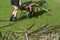 Woman collect flax leaves