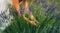 Woman collect lavender. Woman in the lavender field.