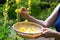 Woman collect mullein flowers