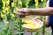 Woman collect mullein flowers