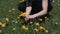 Woman collecting dandelions