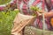 A woman collecting edible plants. Finnish nature offers lots of clean raw food which is ecological, healthy and nutritious,