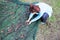 Woman collecting olives on olive harvesting net