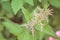 A woman is collecting and touching a blooming nettle: ecological, healthy and nutritious wild food straight from the nature