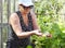 Woman collects black currant leaves for future use outdoors. Harvesting leaves for medicinal purposes