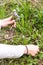 A woman collects blue flowers in a clearing. Female hands and forgetmenot flowers.