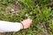 A woman collects blue flowers in a clearing. Female hands and forgetmenot flowers.