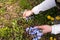 A woman collects blue flowers in a clearing. Female hands and forgetmenot flowers.