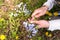 A woman collects blue flowers in a clearing. Female hands and forgetmenot flowers.