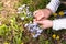 A woman collects blue flowers in a clearing. Female hands and forgetmenot flowers.