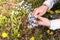 A woman collects blue flowers in a clearing. Female hands and forgetmenot flowers.