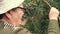 Woman collects buckthorn berries from the branch.