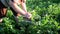 Woman collects Colorado potato beetle from leaves of potatoes