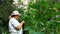 Woman collects cucumbers from his garden