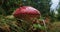 Woman collects fly agaric mushrooms. Hallucinogenic fly agaric mushrooms in the forest.