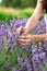 a woman collects lavender flowers in a field