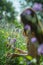 a woman collects lavender flowers in a field