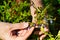 Woman collects organic blueberries in the forest. female hands collect blueberries in the summer forest. Women`s hands