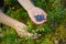 Woman collects organic blueberries in the forest. female hands collect blueberries in the summer forest. Women`s hands