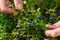 Woman collects organic blueberries in the forest. female hands collect blueberries in the summer forest. Women`s hands