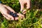 Woman collects organic blueberries in the forest. female hands collect blueberries in the summer forest. Women`s hands