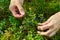 Woman collects organic blueberries in the forest. female hands collect blueberries in the summer forest. Women`s hands stained