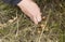 A woman collects small edible mushrooms growing in the grass