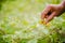 A woman collects Solanum incanum in garden