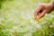 A woman collects Solanum incanum in garden