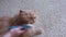 Woman combing fur of a persian cat on the floor